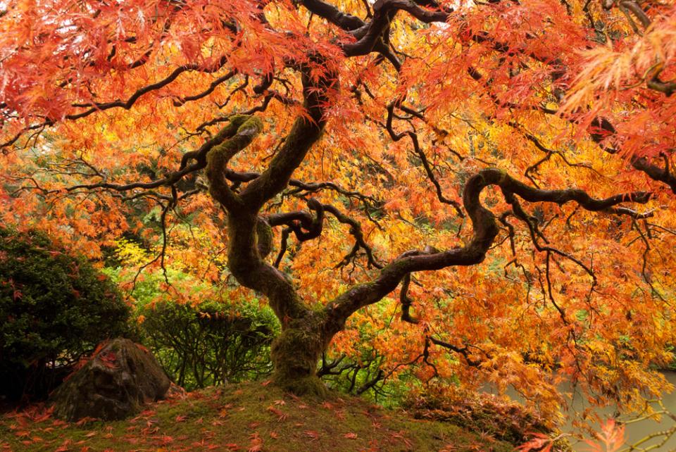 Japanese Maple | Shutterbug